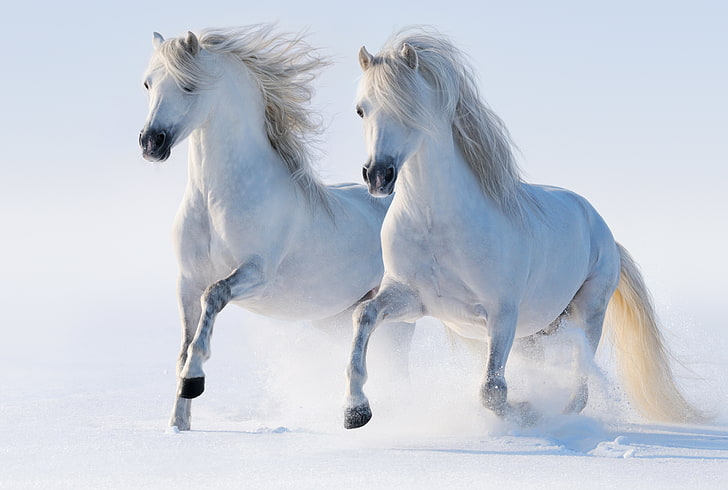 two white horses, winter, snow, running, pair, allure, animal, HD wallpaper