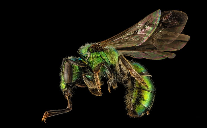 Augochlora Pura Sweat Bee Macro, Animals, Insects, Green, Iridescent, HD wallpaper