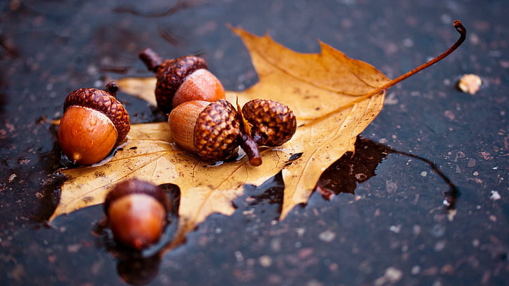 acorn fruit, autumn, leaf, oak, nature, HD wallpaper