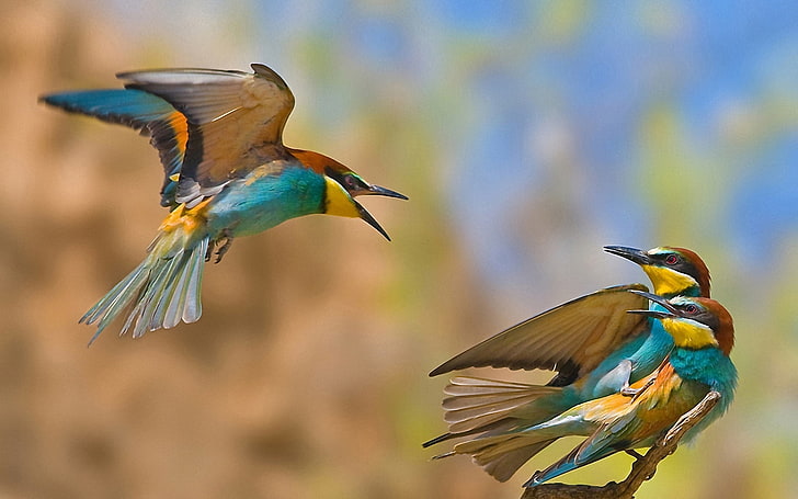 several yellow-brown-and-blue hummingbirds, cheating, rival, animal themes