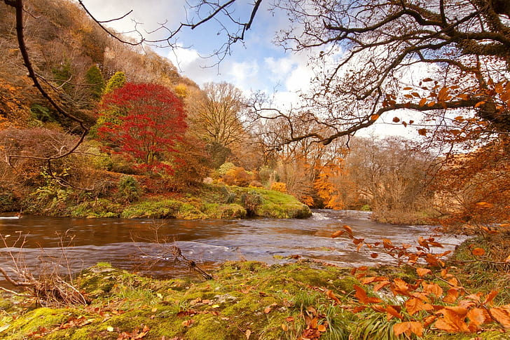 *** The River Through The Autumn Trees***, natura, drzewa, jesienne
