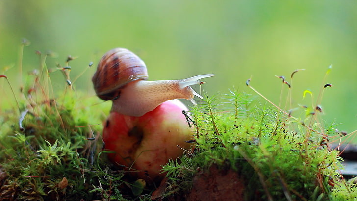 brown snail, macro, fruit, moss, plant, growth, green color, field, HD wallpaper
