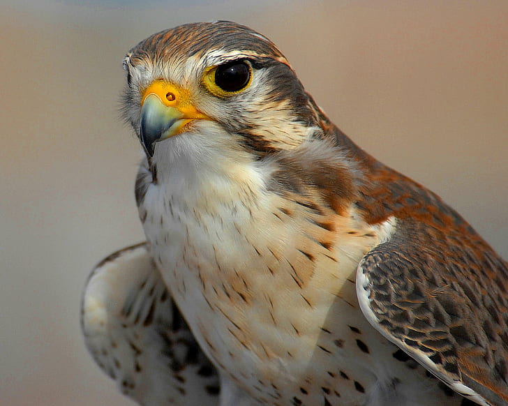 selective focus photography of Hawk, peregrine falcon, colorado springs, peregrine falcon, colorado springs, HD wallpaper