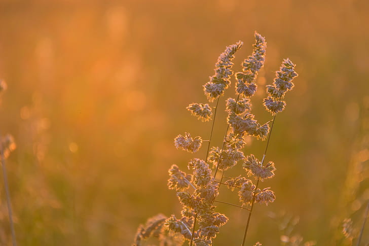 white leaf plant in the grass field, Morning light, sunrise, exif, HD wallpaper