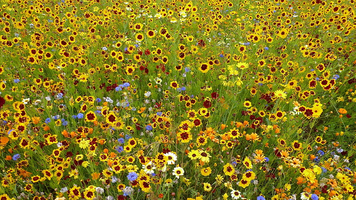 HD wallpaper: wildflowers, meadow, field, grass, grassland, summertime,  plant | Wallpaper Flare