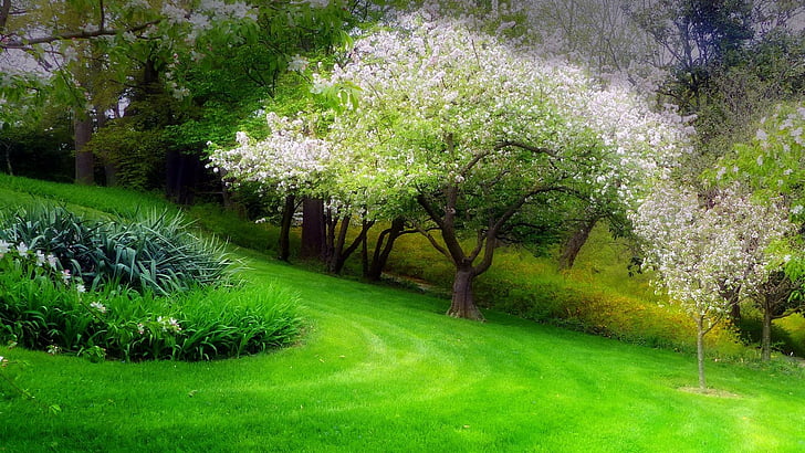 hillside, spring, grass, park, blooming tree, HD wallpaper