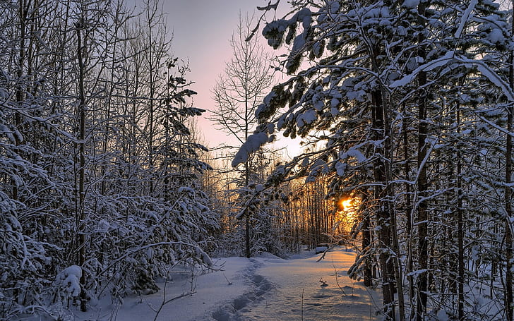 Winter, forest, thick snow, trees, sunset, HD wallpaper