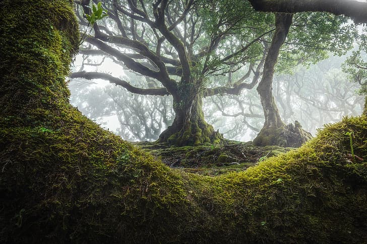 nature, trees, mist, moss, leaves, Monsoon, rain, madeira, Portugal, HD wallpaper