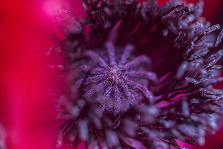 photography, macro, depth of field, flowers, purple flowers, HD wallpaper