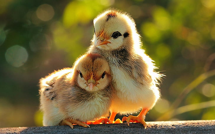 Little Chickens, chicks, love, funny, mood, background