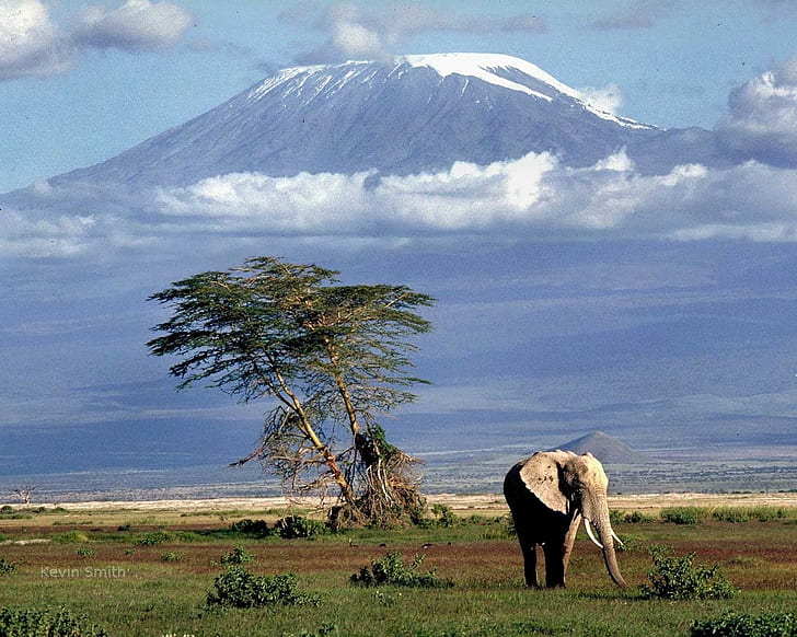Africa, Mount Kilimanjaro, elephant, animals, nature, landscape, HD wallpaper
