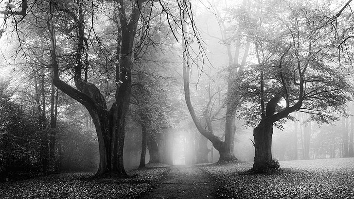 two black and white trees painting, landscape, nature, morning, HD wallpaper
