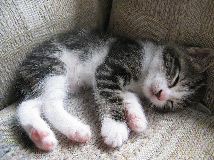 white and brown kitten sleeping, cat, cat, Shimmer, brown tabby