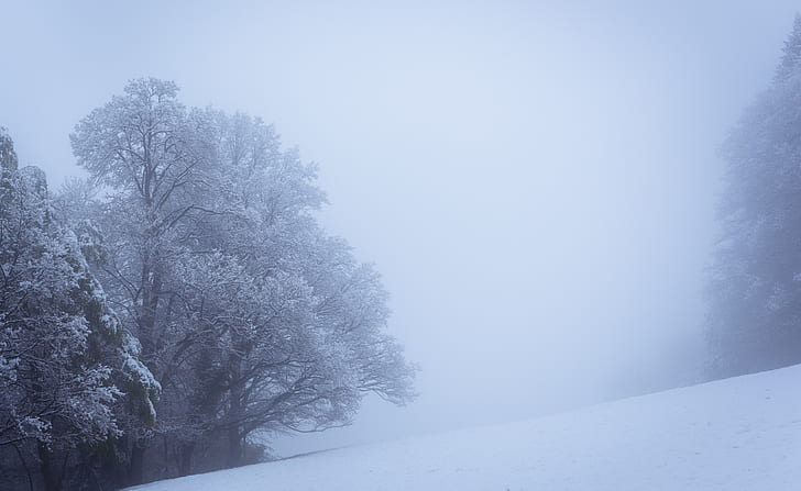 Winter Fog, Snowy Trees, Landscape, Seasons, Scenery, Mountain, HD wallpaper