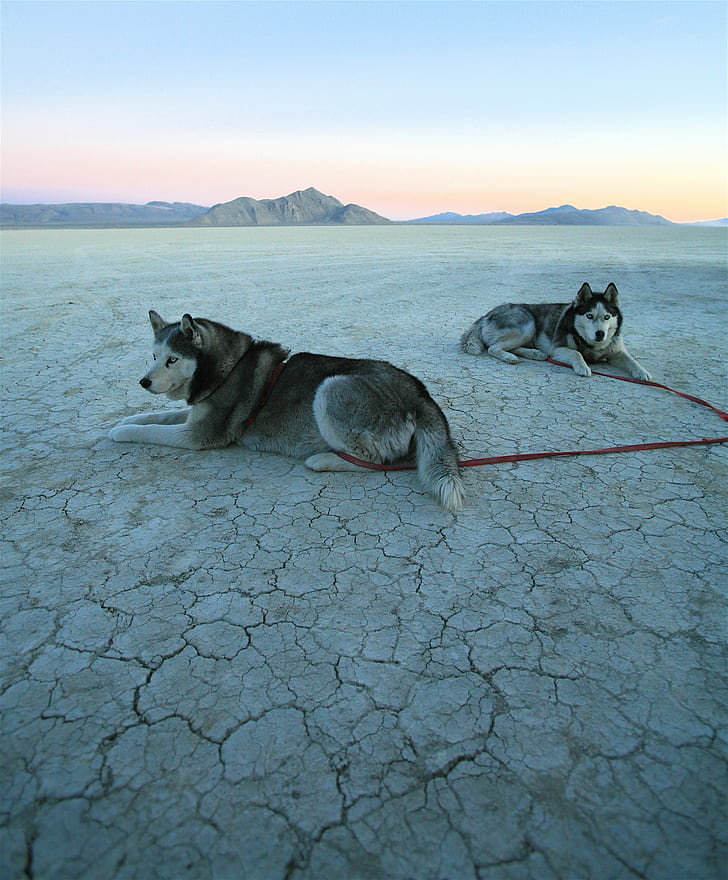 two Alaskan Malamutes with red leash on open field, Playa, Pups