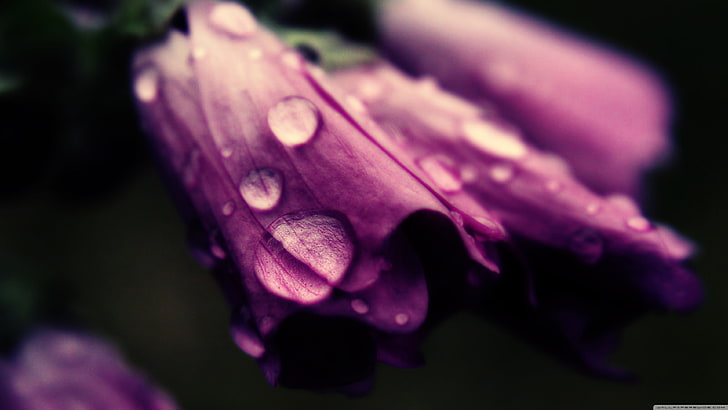 purple flowers, closeup, close-up, plant, beauty in nature, flowering plant, HD wallpaper