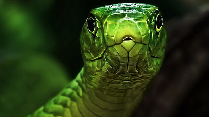 green and gray snake, animals, reptiles, one animal, animal wildlife