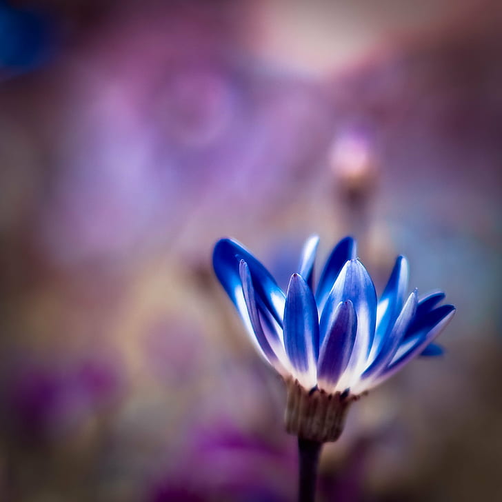 selective focus photo of blue petaled flower, outside, pls, note