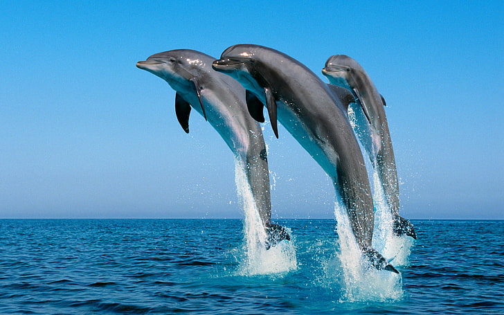 three gray dolphins, jump, water, sea, spray, synchronously, animal