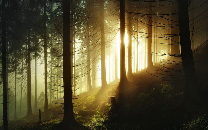 landscape, nature, forest, Germany, sunlight, mist, trees, morning, HD wallpaper
