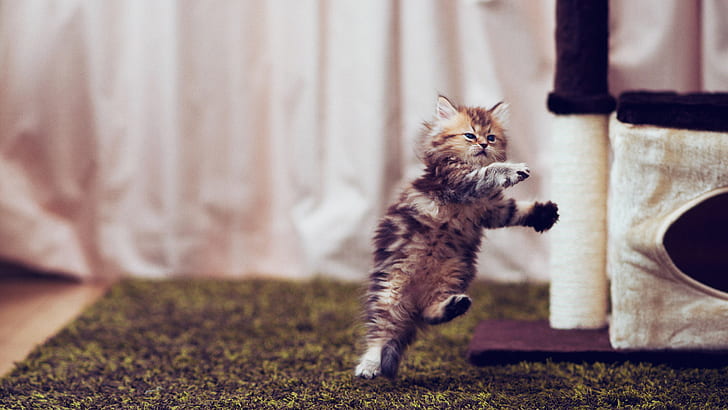 cat, animals, jumping, indoors, HD wallpaper
