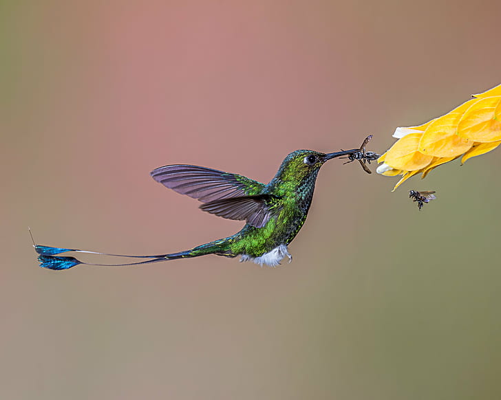 green humming bird eating insect, Direct Action, Lens, hummingbird, HD wallpaper
