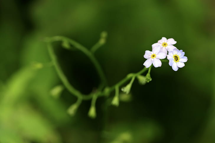 selective focus photo of white petaled flower, tiny, tiny, soft