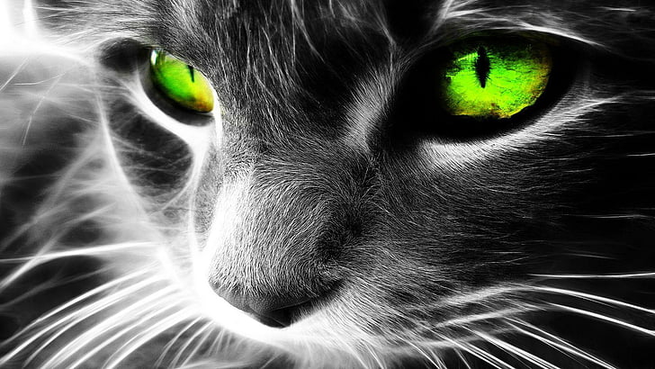 cat, eyes, cat eyes, animals, green eyes, black and white, whiskers, HD wallpaper