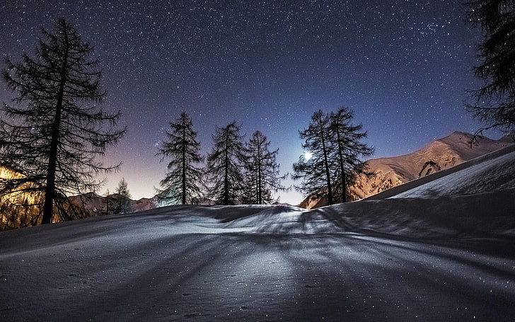 five pine trees, landscape, snow, winter, stars, night, road, HD wallpaper
