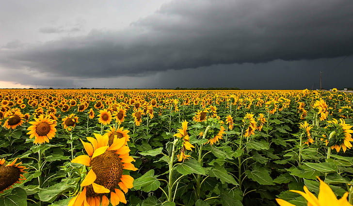 bed of Sunflowers, Storm Chasing, May 2014, tornado, Texas, nature