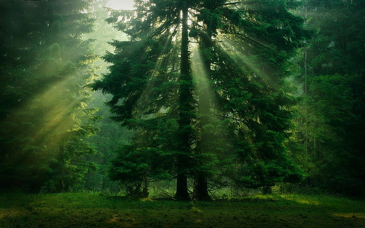 green leafed tree, untitled, trees, sunlight, forest, nature, HD wallpaper