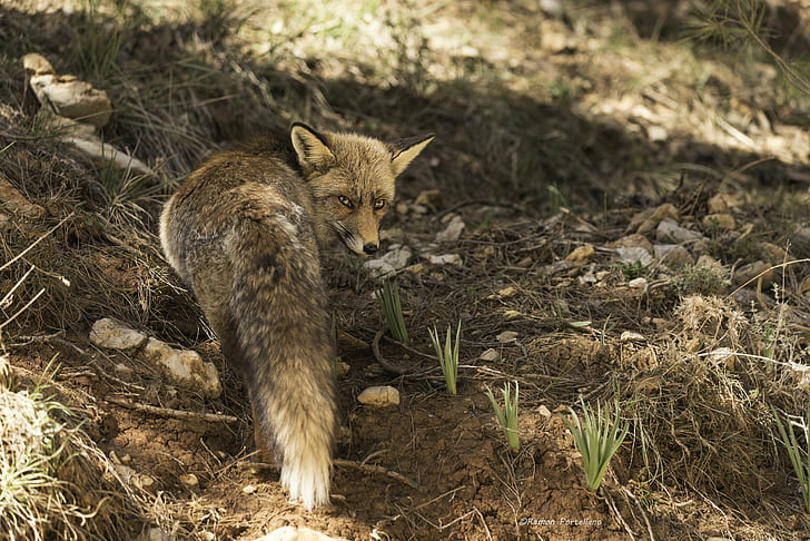shallow focus photography of grey fox during daytime, Mirada, HD wallpaper