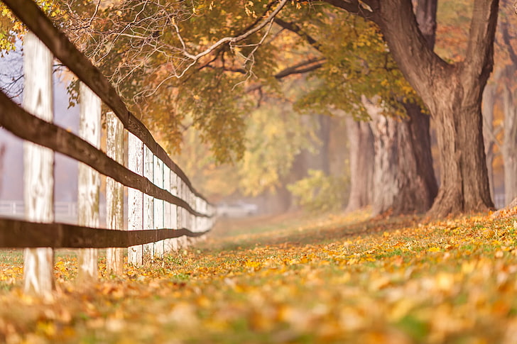 brown wooden fence, trees, fall, plant, autumn, nature, plant part, HD wallpaper