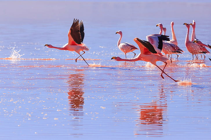 flock of lesser Flamingo in calm sea, Run, takeoff, sea  Bird, HD wallpaper