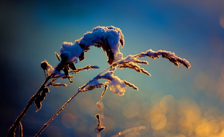 Snowy Reeds, Winter, brown wheat with snow in silhouette photography