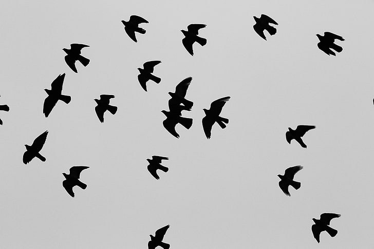 flock of birds, animals, sky, backlighting, flying, wings, animal themes, HD wallpaper