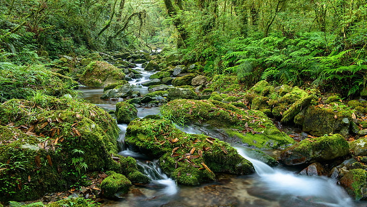 moss, stream, nature, watercourse, green forest, creek, wilderness, HD wallpaper