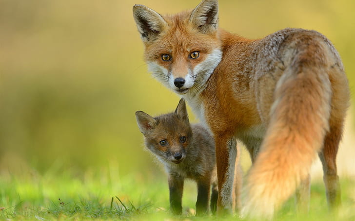 Animals close-up, fox, cub, look back, HD wallpaper