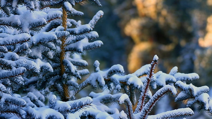 Hãy cập nhật ngay cho mình bộ sưu tập Winter Computer Backgrounds, không gian giấc mơ của mùa đông sẽ đưa bạn đến những cảnh quan đẹp như tranh vẽ.