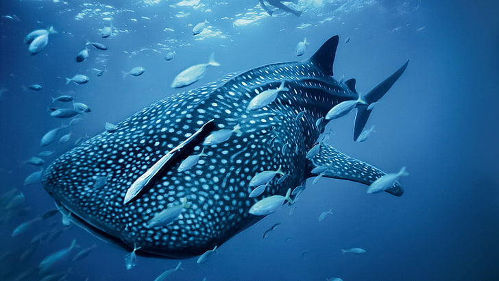 whale shark, animals, sea, underwater, animal wildlife, animals in the wild, HD wallpaper