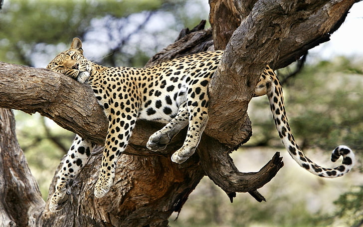 brown leopard, lying, predator, nature, africa, wildlife, safari Animals