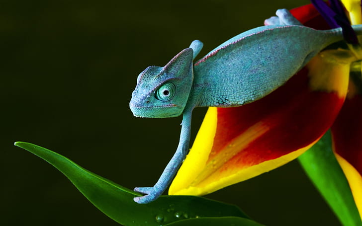Chameleon Lizard HD, animals, HD wallpaper