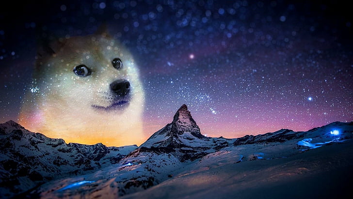 dog, meme HD wallpaper