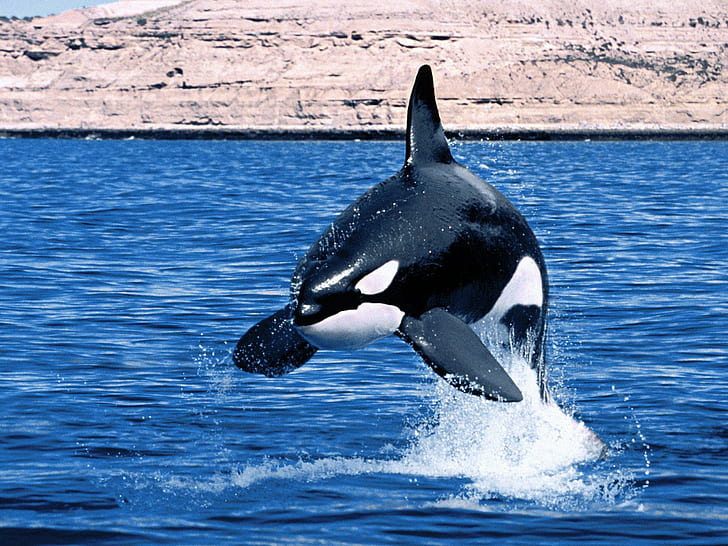 killer Whales, ocean, orcas, water, HD wallpaper
