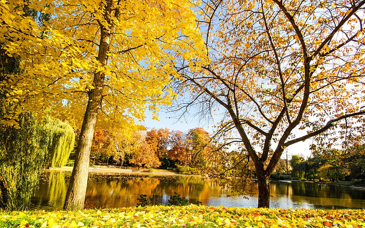 Beautiful autumn, yellow leaves, river, trees, HD wallpaper