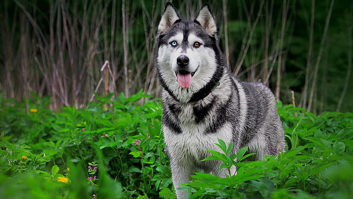 Syberian husky, Siberian Husky, dog, heterochromia, animals, one animal, HD wallpaper