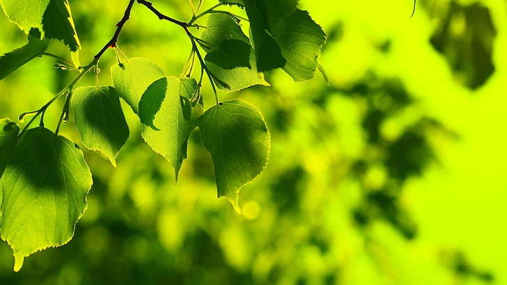 green leaves, nature, bokeh, growth, green color, plant, leaf, HD wallpaper