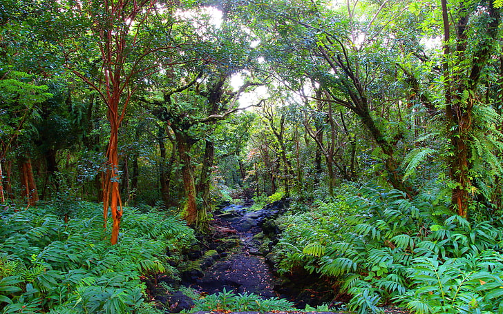 Tropical Rainforest Landscape Jungle Dense Forest Trees Overgrown With Fern Black Rocks Green Desktop Hd Wallpaper For Mobile Phones And Computer 5200×3250