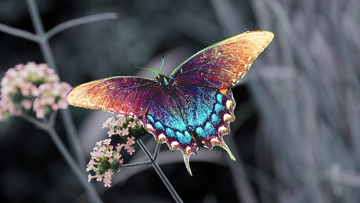 HD wallpaper: Beautiful colorful butterfly | Wallpaper Flare