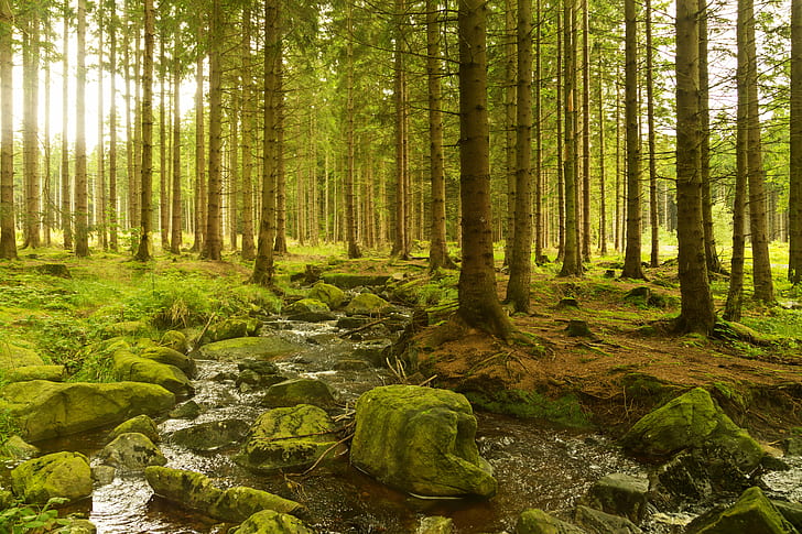 landscape photo of green trees during daytime, Forest, Canon